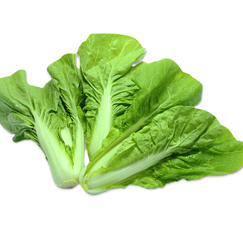 佳宝奶白菜 JABAA MILK CABBAGE