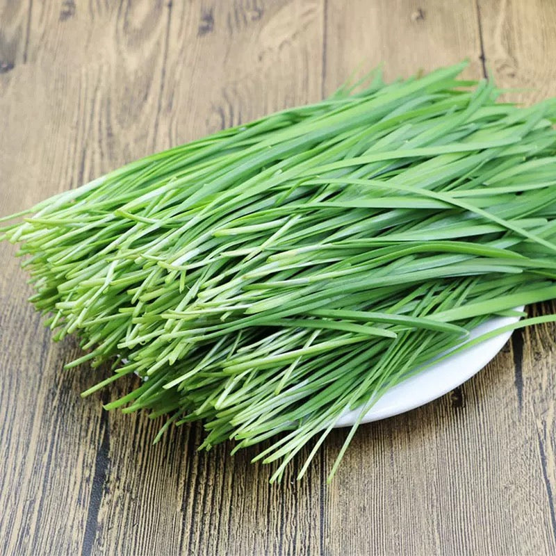 韭菜 KUCHAI