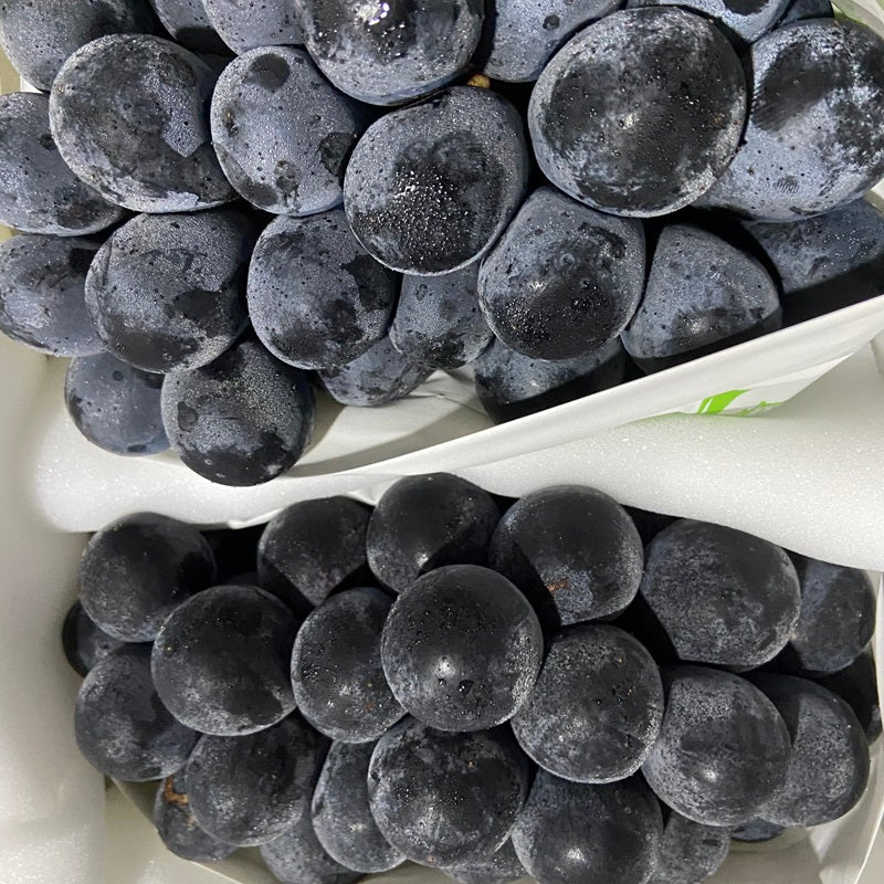 提博士大黑提 DR.TI BLACK GRAPE