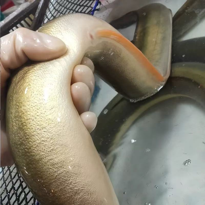 黑鳗鱼 BLACK EEL