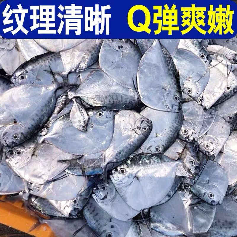 冰鲜月亮鱼 ICE MOONFISH