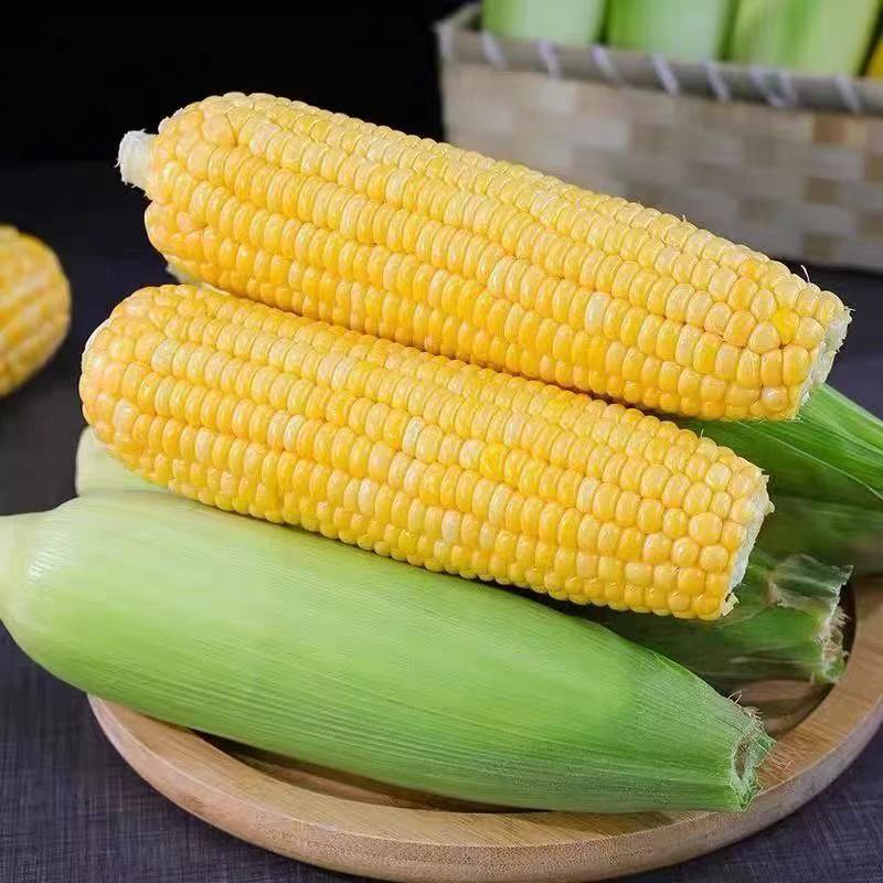 甜玉米 SWEET CORN