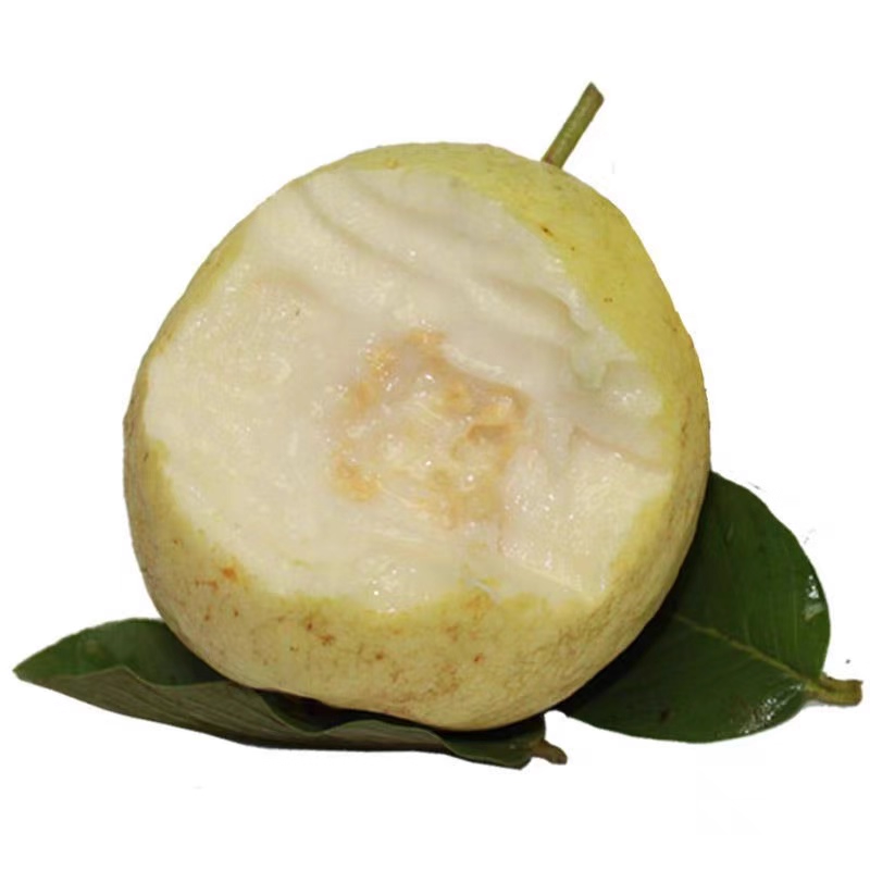 台湾奶油芭乐 GUAVA
