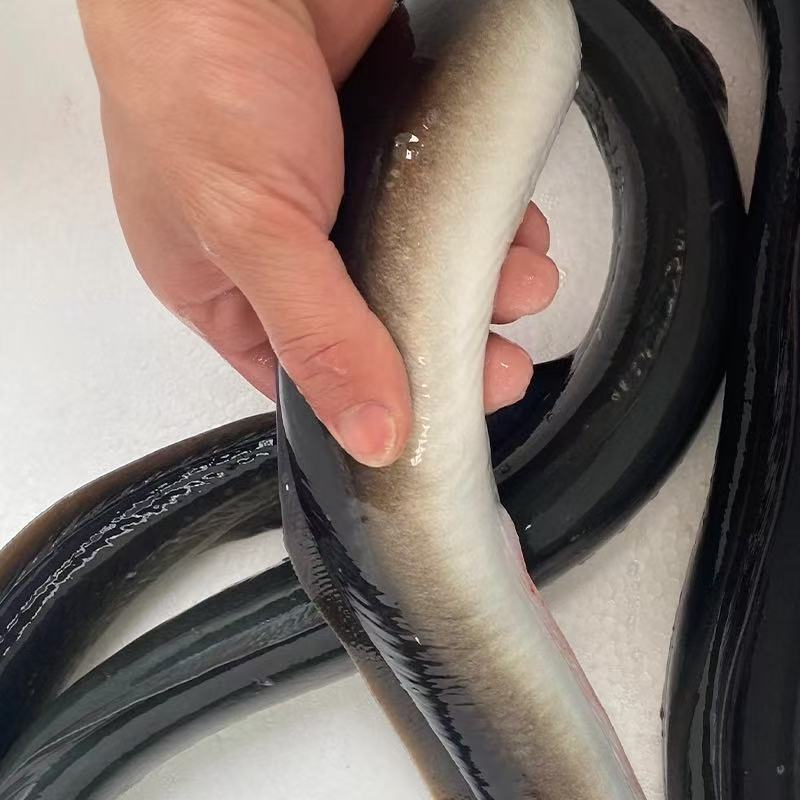黑鳗鱼 BLACK EEL