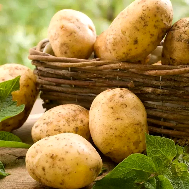 大土豆 POTATOES