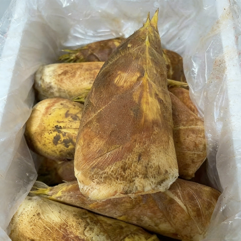 进口大粒冬笋 IMPORT WINTER BAMBOO SHOOT