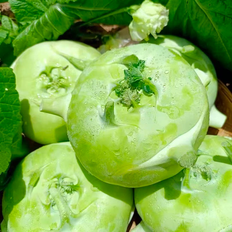 进口大头菜 IMPORT TURNIP
