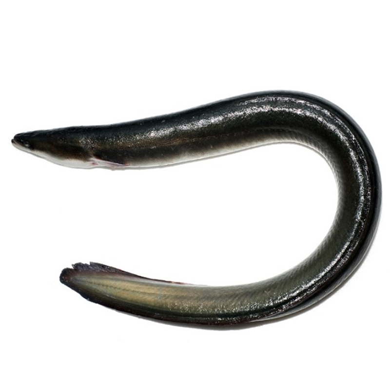 黑鳗鱼 BLACK EEL