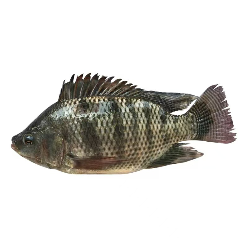 冰鲜罗非鱼 ICE TILAPIA