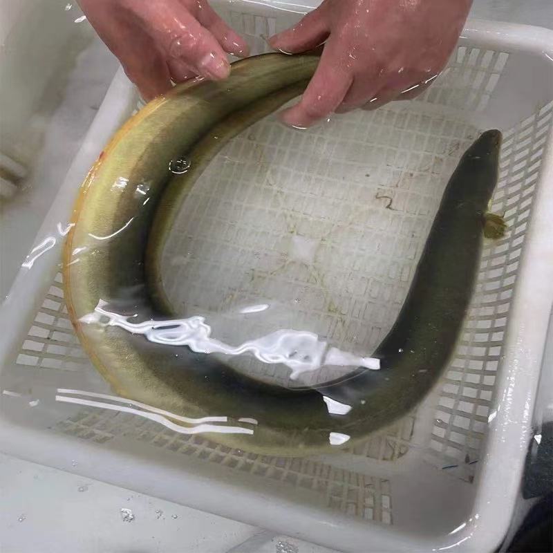 黑鳗鱼 BLACK EEL