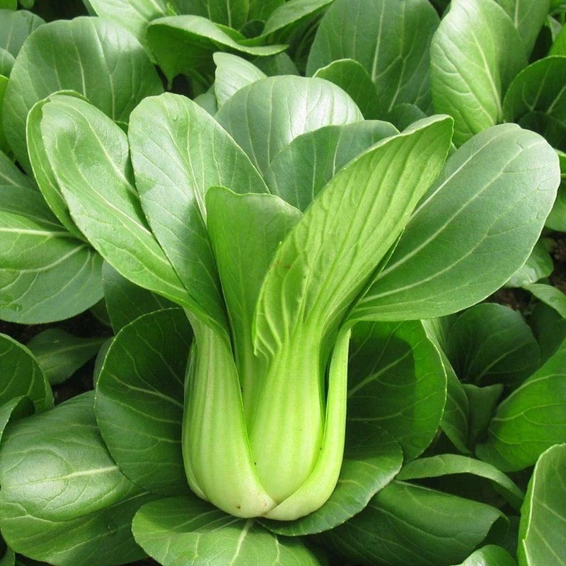 上海青 BOKCHOY