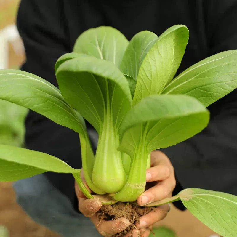 上海青 BOKCHOY
