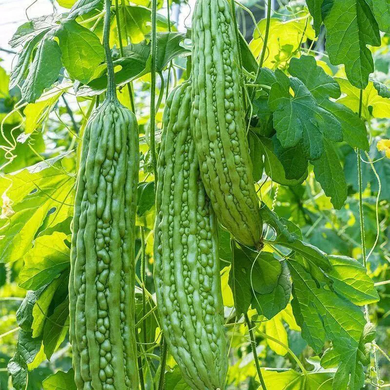 苦瓜 AMPALAYA