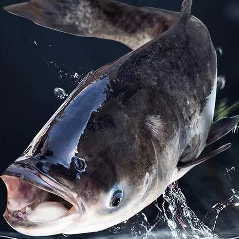 冰鲜大头鱼 ICE BULLHEAD