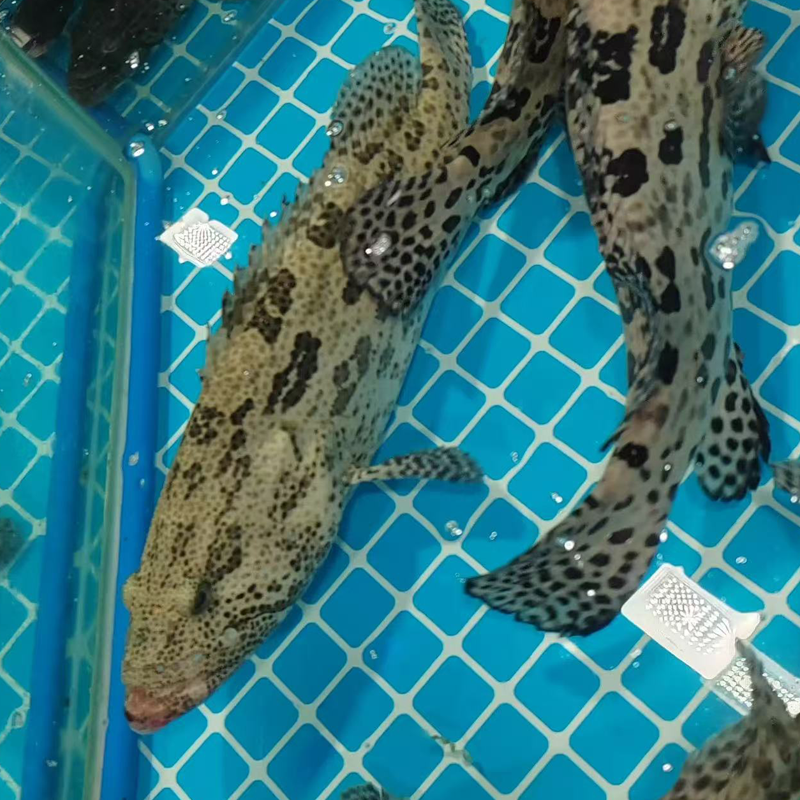 冰鲜石斑鱼 ICE GROUPER