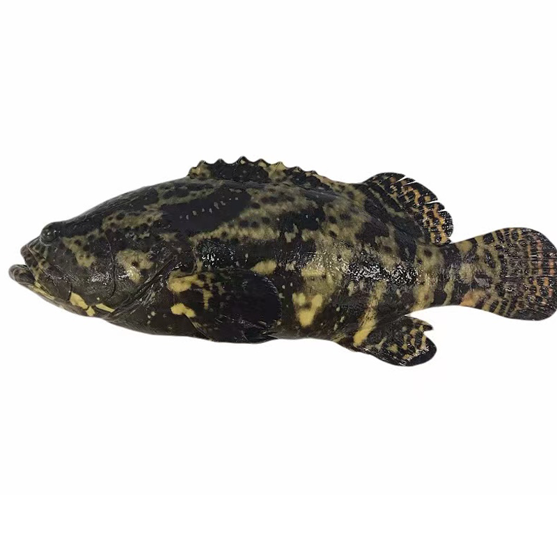 冰鲜石斑鱼 ICE GROUPER