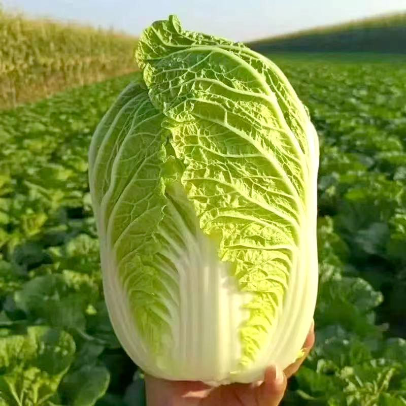 大白菜 NAPA CABBAGE