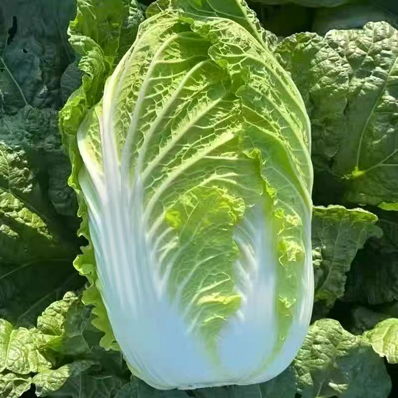 大白菜 NAPA CABBAGE