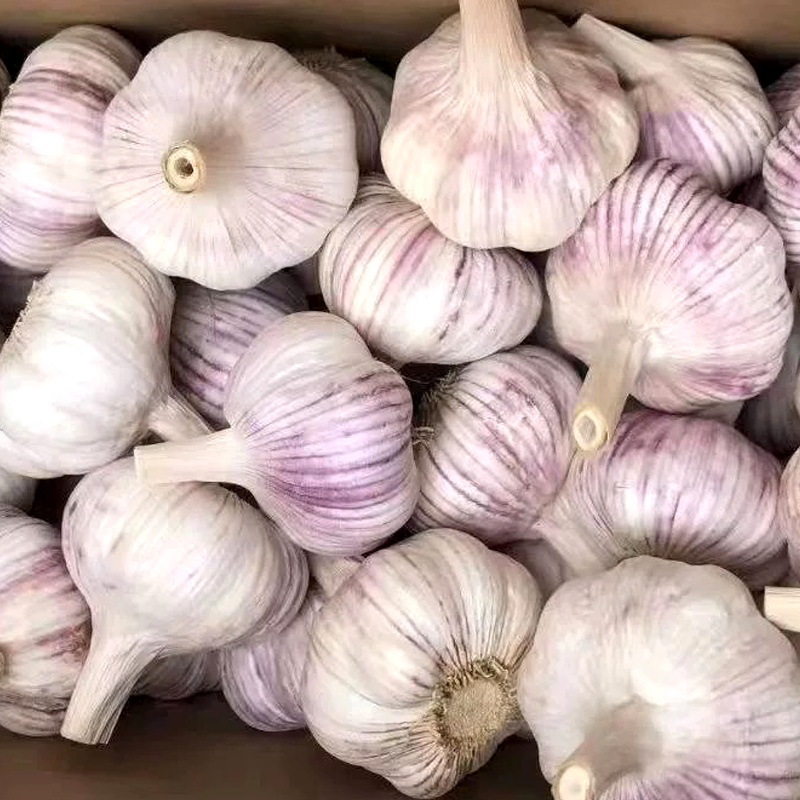 大蒜头 GARLIC
