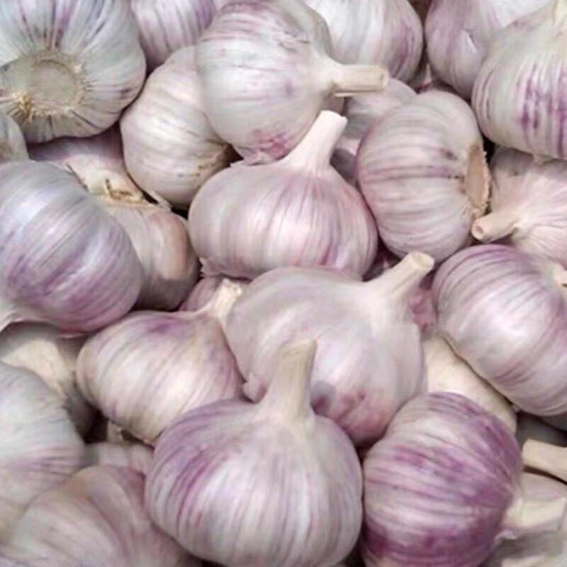 大蒜头 GARLIC