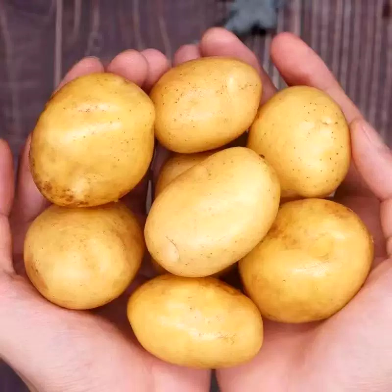子弹土豆 POTATOES MARBLE
