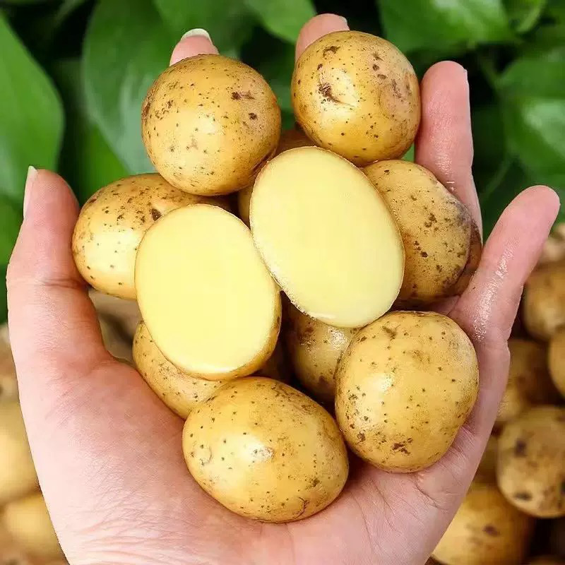 子弹土豆 POTATOES MARBLE