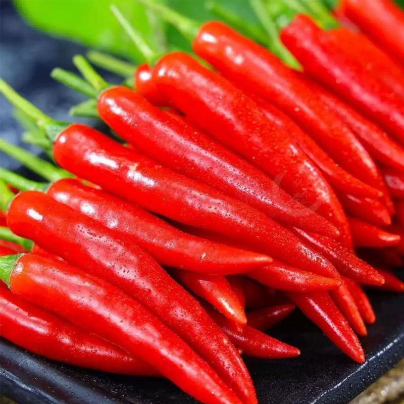 小米椒 CHILI LABUYO
