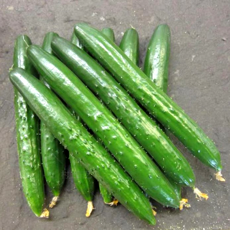 日本黄瓜 JAPANESE CUCUMBER
