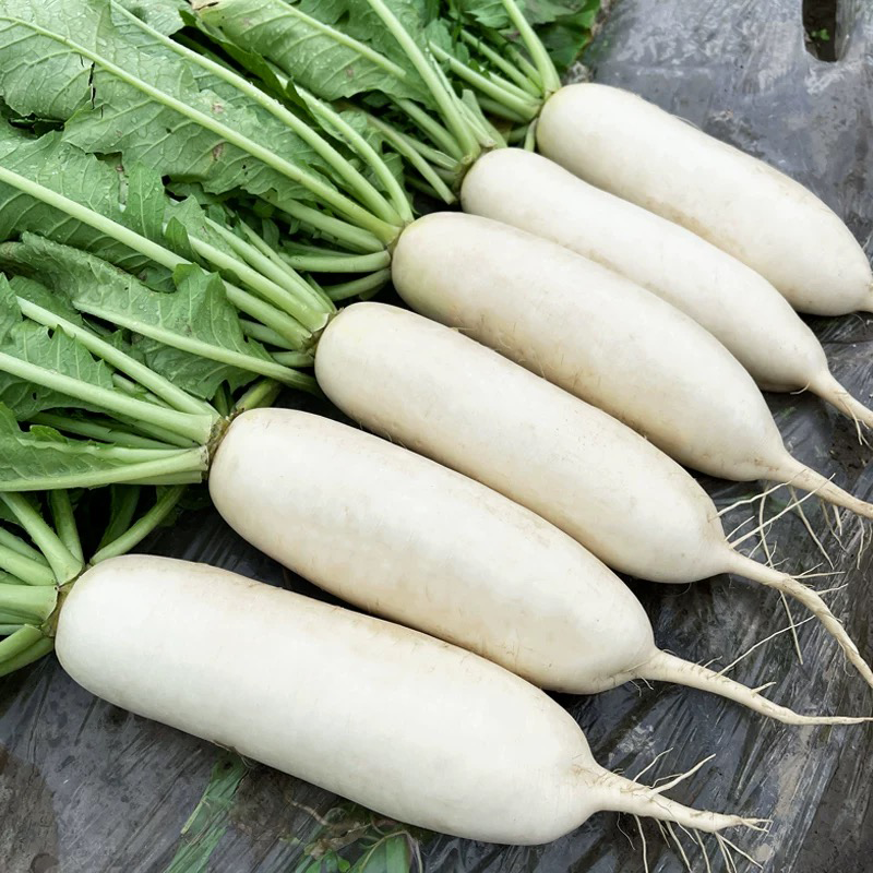 本地白萝卜 LOCAL RADISH