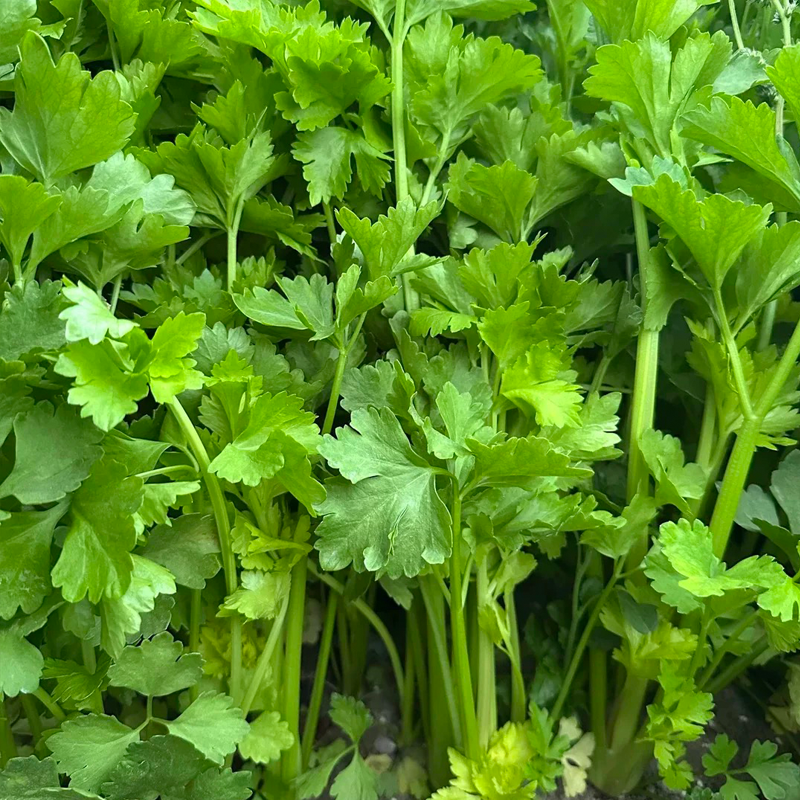 芹菜 CELERY