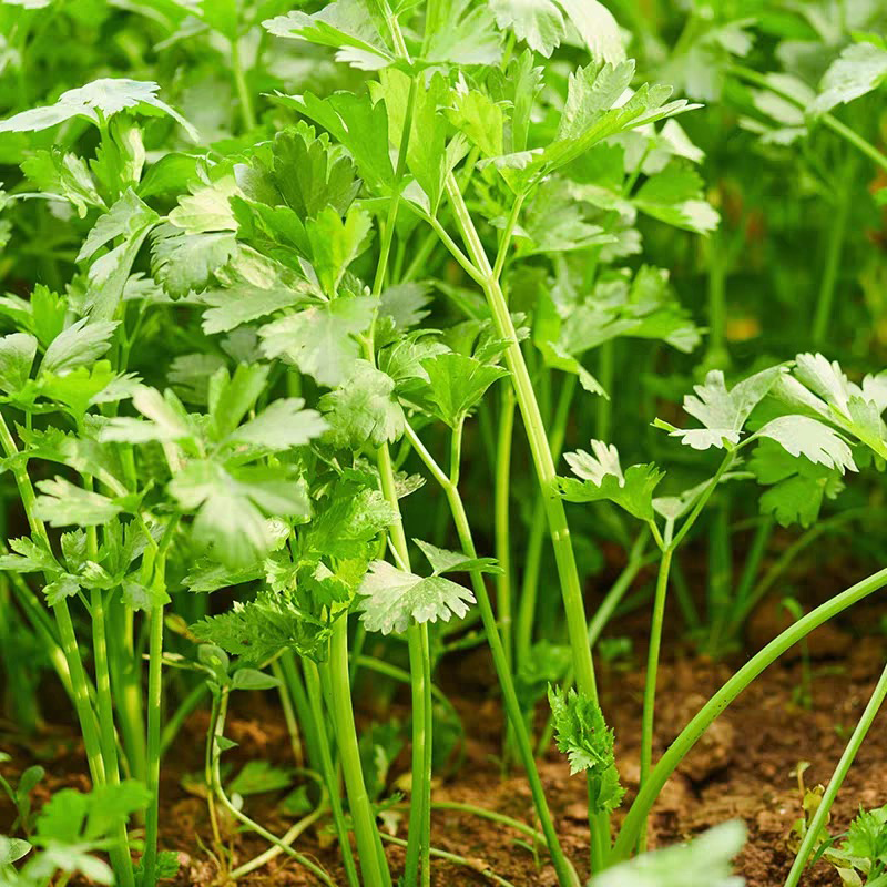 芹菜 CELERY