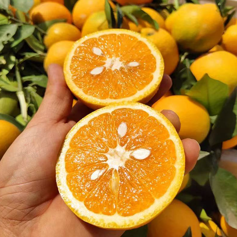 橙子 ORANGES