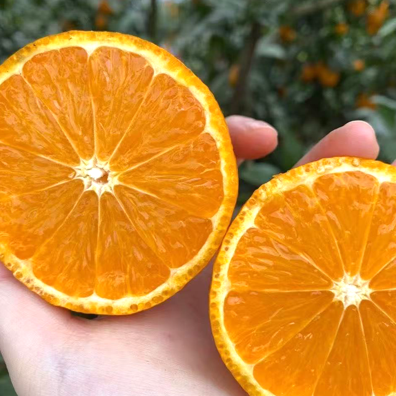 橙子 ORANGES