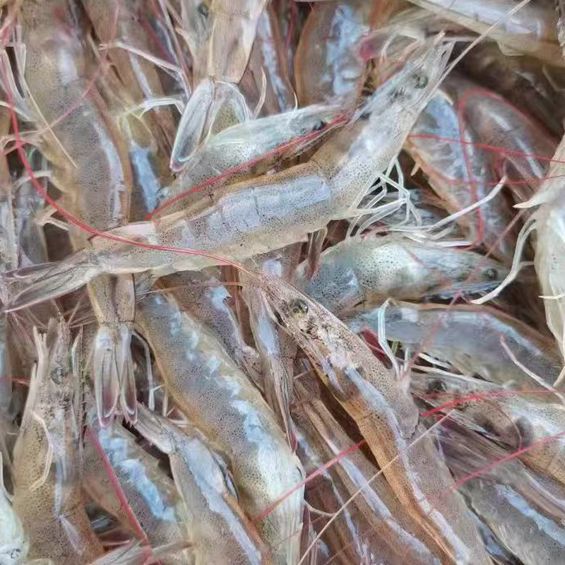 活虾 SHRIMP