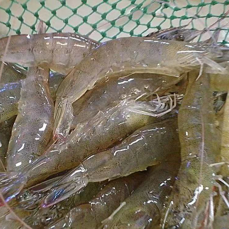 活虾 SHRIMP