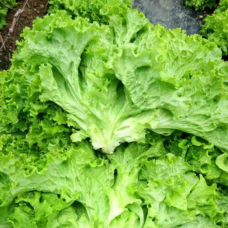 玻璃生菜 GREEN ICE LETTUCE