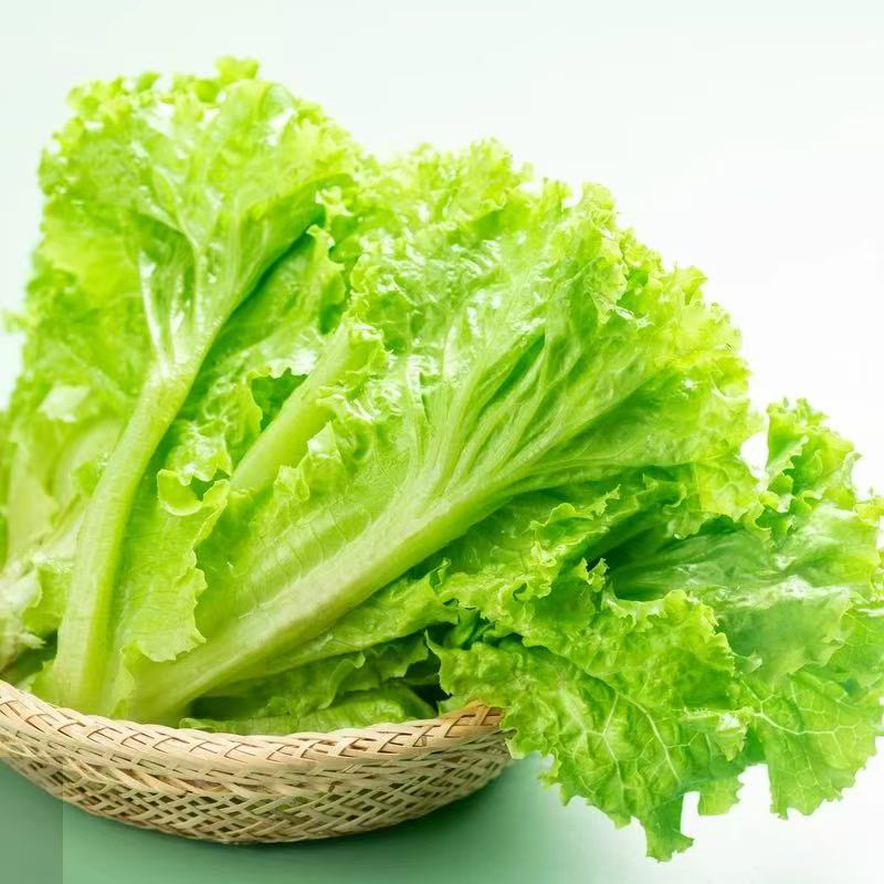 玻璃生菜 GREEN ICE LETTUCE