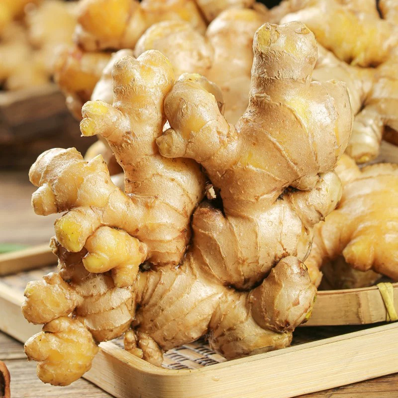 生姜 GINGER