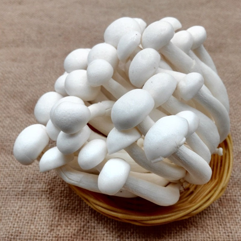进口白玉菇 WHITE SHIMEJI MUSHROOM