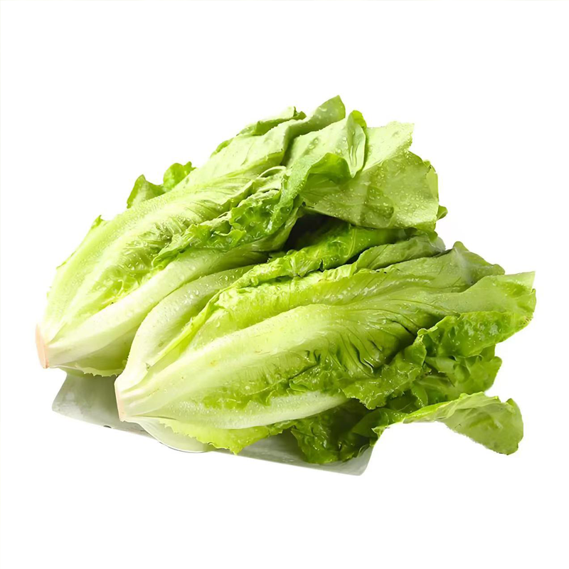 罗马生菜 ROMAINE LETTUCE