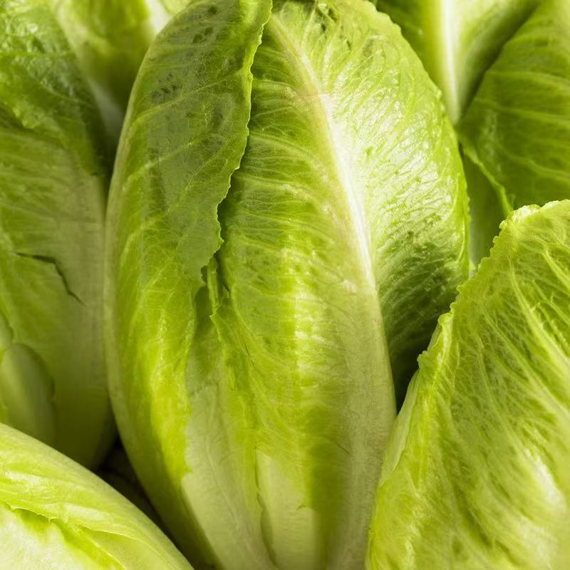 罗马生菜 ROMAINE LETTUCE