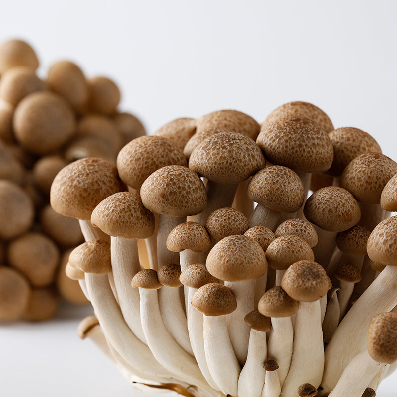 进口蟹味菇 SHIMEJI MUSHROOM