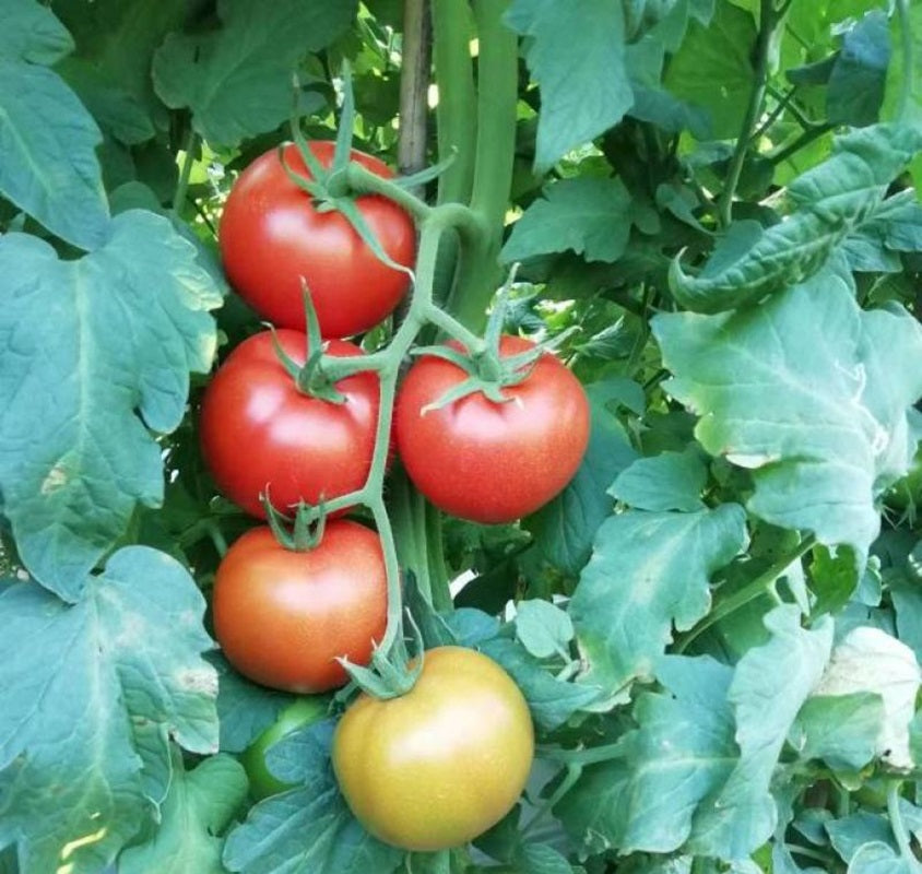 西红柿(番茄) TOMATOES