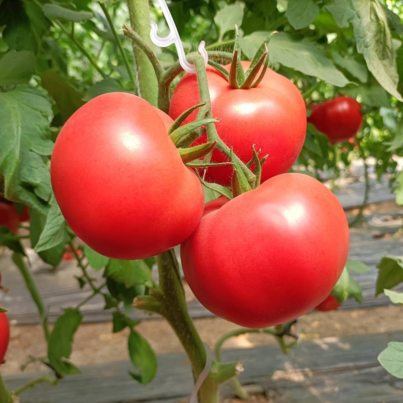 西红柿(番茄) TOMATOES