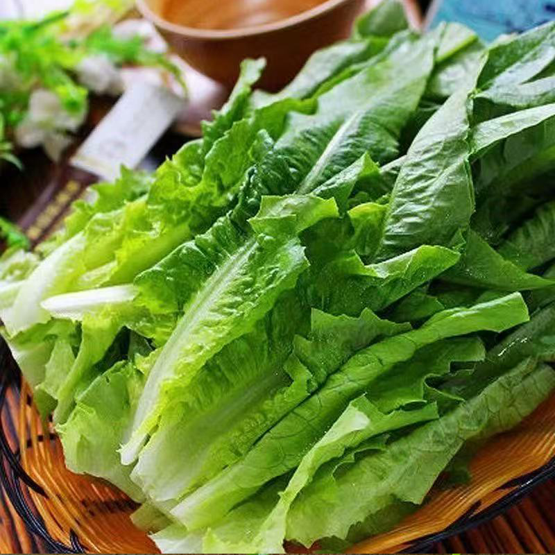 进口油麦菜 IMPORT ACHOY