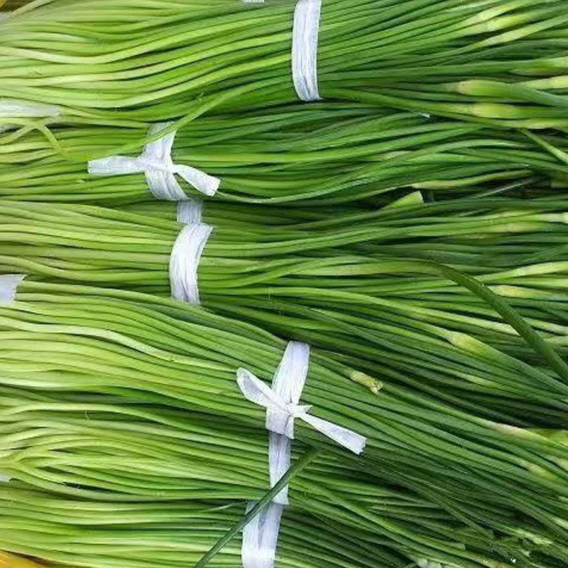 进口蒜苔(蒜薹) IMPORT GARLIC STICK