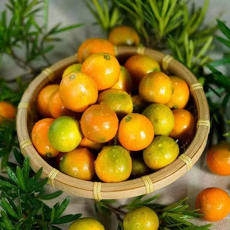 脆甜金桔 KUMQUAT