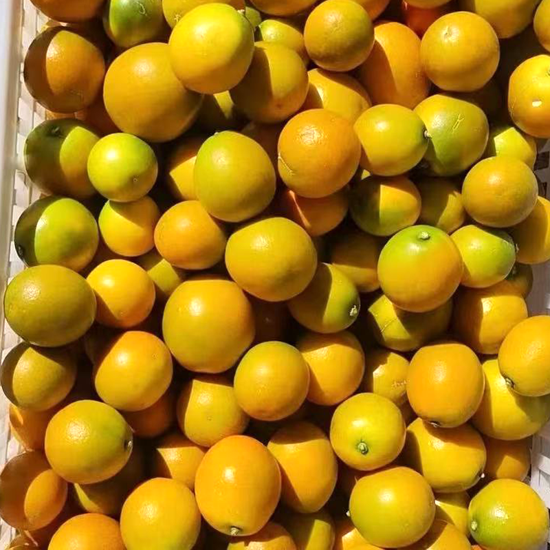 脆甜金桔 KUMQUAT