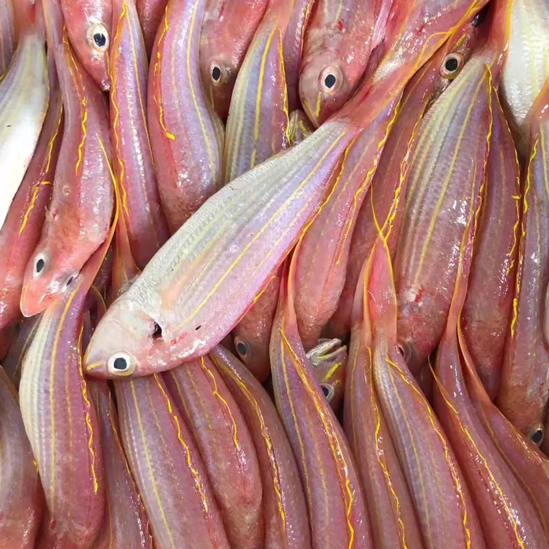 冰鲜金线鱼 ICE GLIDEN THREAD FISH 500g