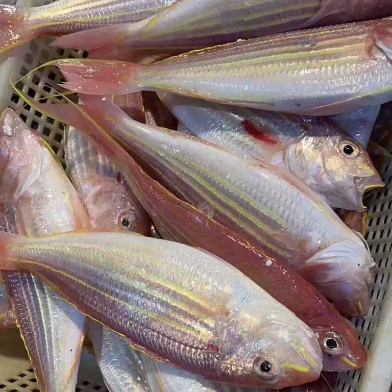 冰鲜金线鱼 ICE GLIDEN THREAD FISH 500g